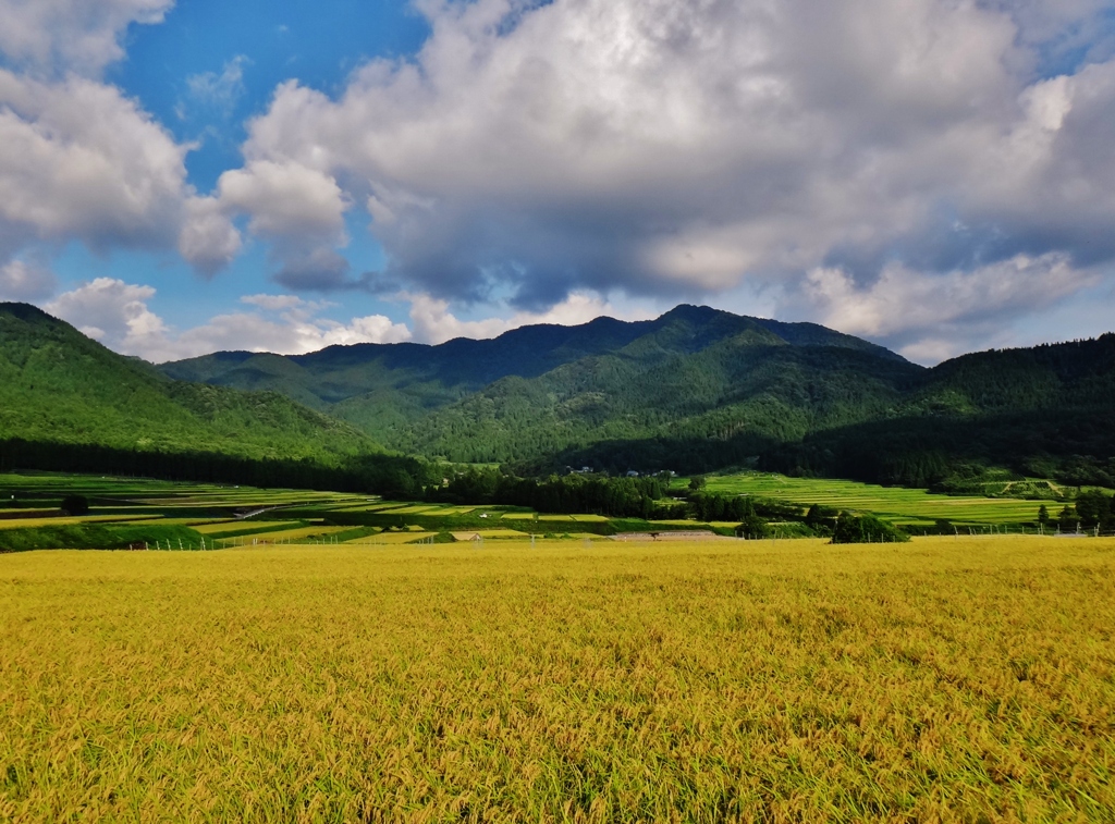 第千八百九十七作　　「急にひらけて　風はまさしく　稲吹く風」　福井県蓑道