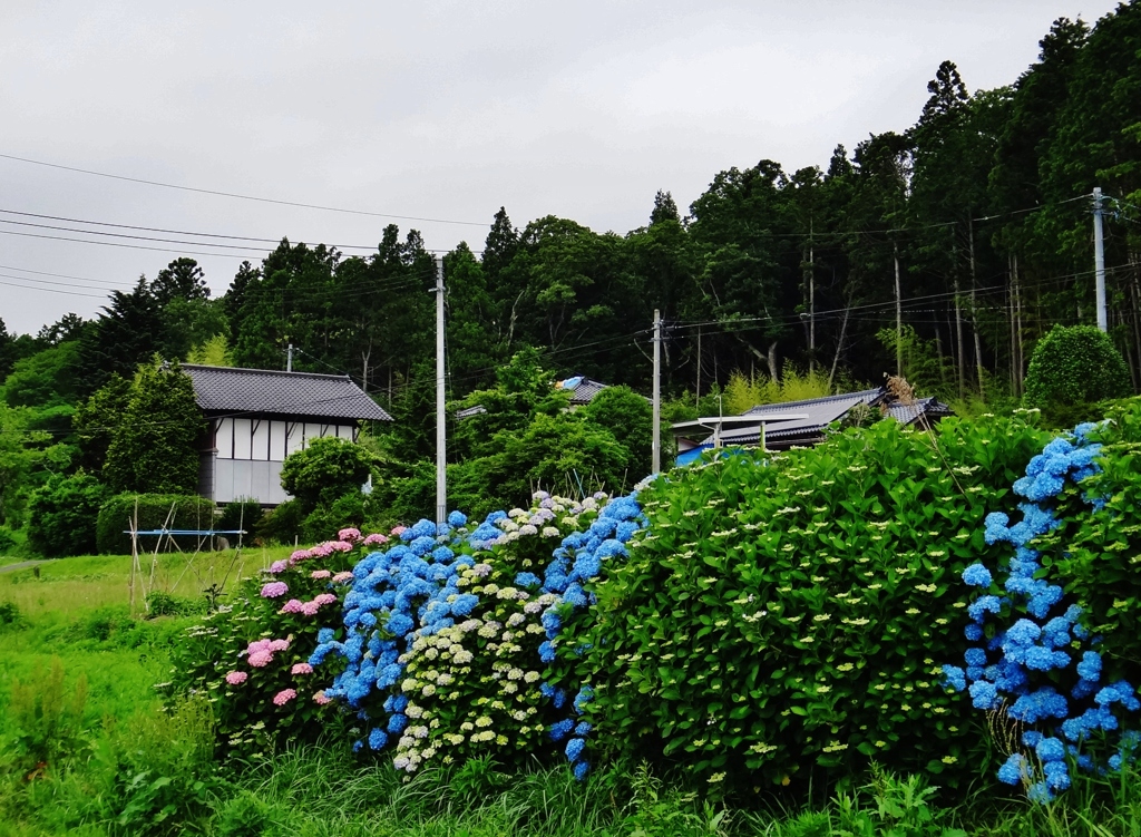 第三千二百五十七作　「降つたり止んだり　あじさいの移り気」　福島県南相馬