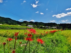 第二千六百二十七作　「あぜ道や　稲田彩る　まんじゅさげ」　福岡県秋月