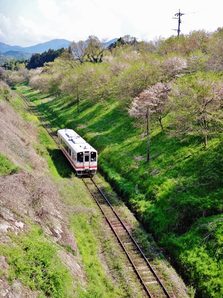 第千二十八作　　「散りいそぐ　花びらが舞う　汽車がゆく」　福岡県赤