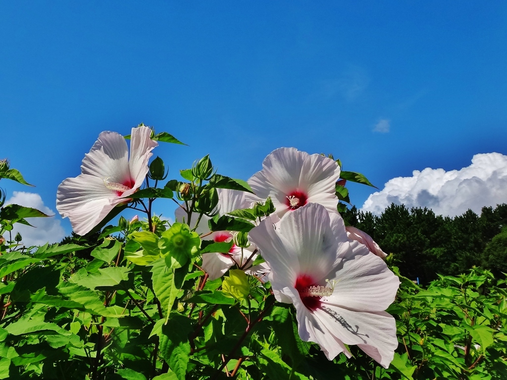 第二千五百八十三作　「大輪　夏空へ　迷いなく」　茨城県ひたちなか