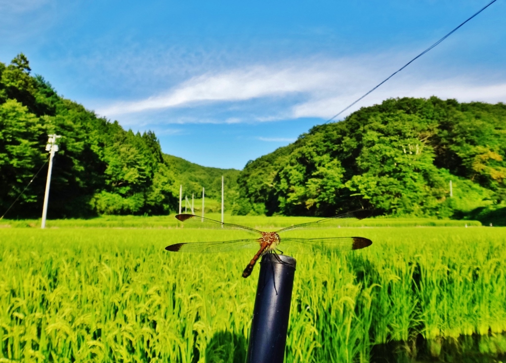 第三千三百四十三作　「稲田色づく　すこし淋しい　あかとんぼ」　福島県二本松