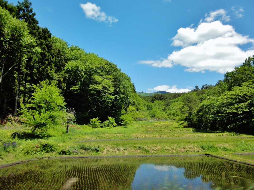 第二千百六十五作　「しんじつ　空を映して　田の面」　岩手県大船渡