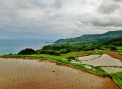 第三千二百六十二作　「植ゑ終へて　西振り向けば　遠雷す」　山口県油谷