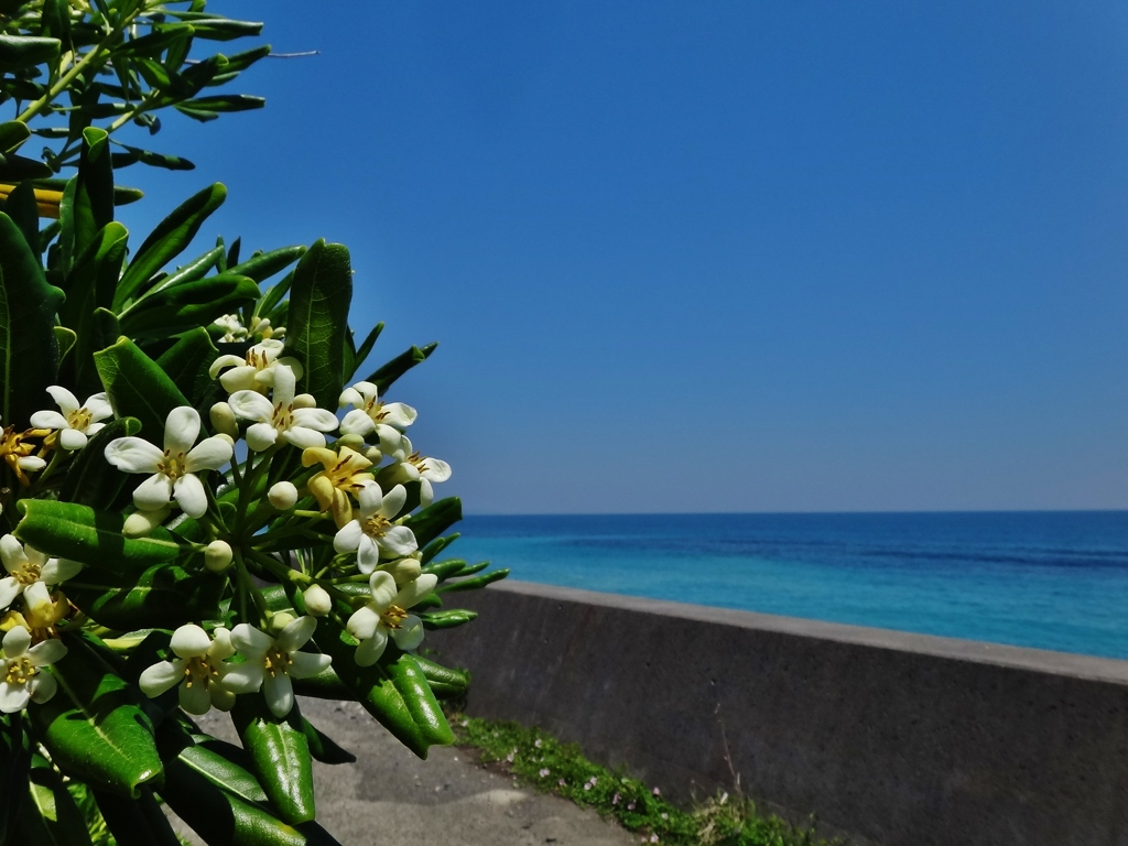 第千四百六作 「黒しほの 風になびひて 海桐花の花が かほります 