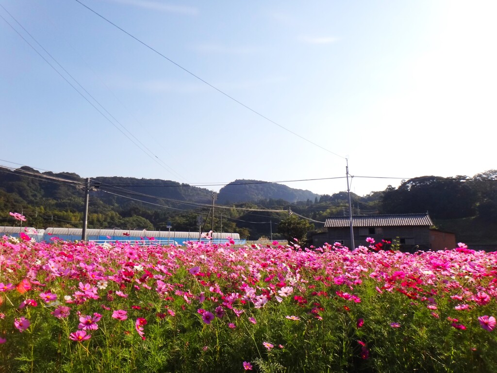 第四千百五十二作　「いちめん秋桜で　季節を惜しんでゐて」　鹿児島県南大隅