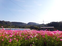 第四千百五十二作　「いちめん秋桜で　季節を惜しんでゐて」　鹿児島県南大隅