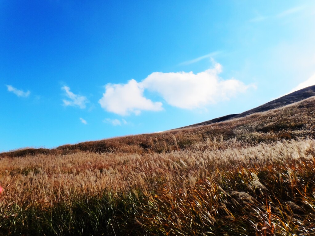 第四千百四十四作　「朝の光　すすきの波に　我が身委ねる」　熊本県阿蘇