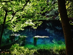 第二千八百八十作　「ひつそり閑と　青葉映して　神さまの池」　山形県遊佐