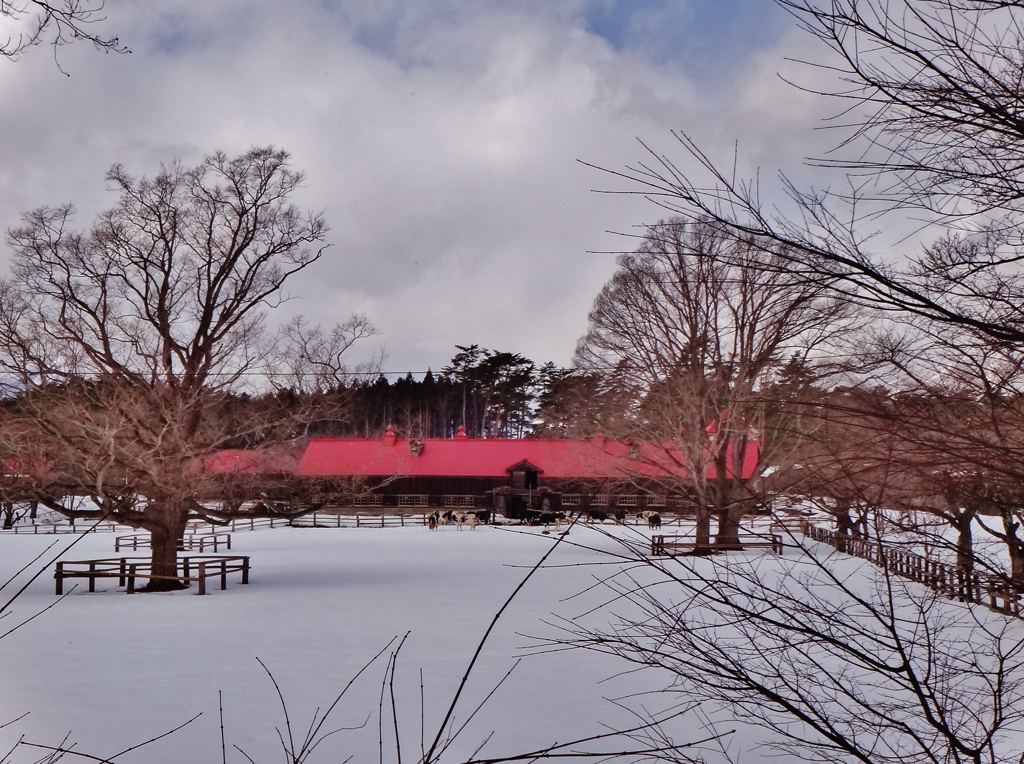 第三千百三十二作　「雪面に　干し草薫る　牛舎の赤屋根」　岩手県雫石