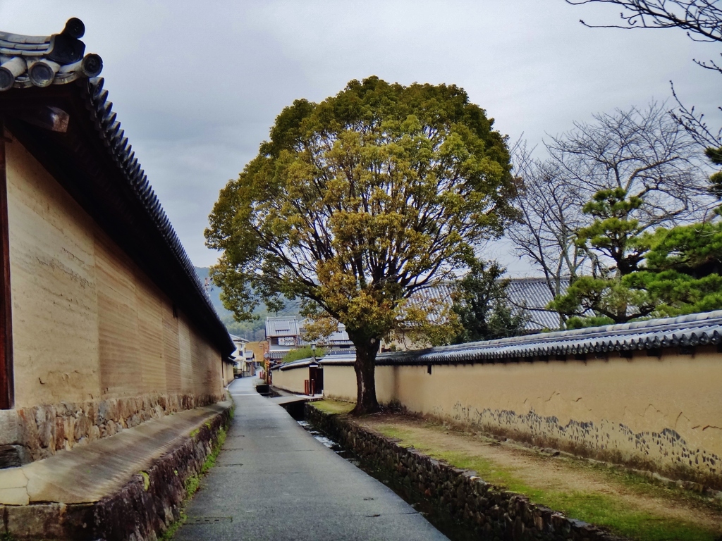 第三千五百六十作　「寺と寺に　挟まれて　春の雨降る」　奈良県斑鳩