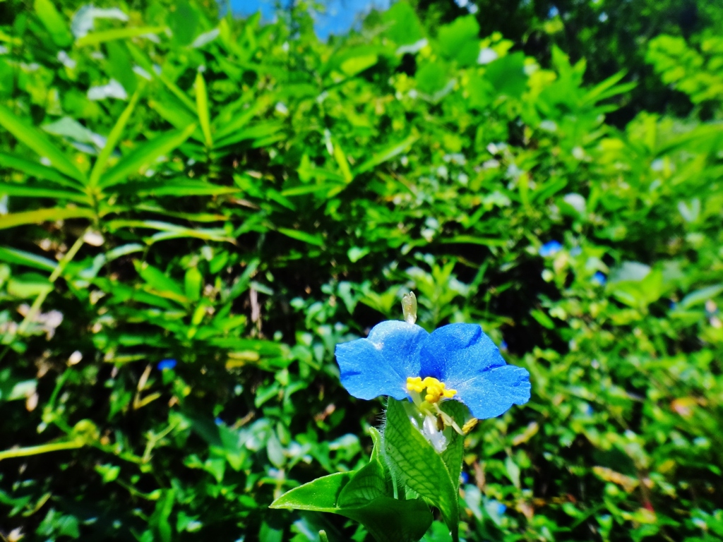 第二千二百六十作　「儚くも　空より青き　露の花」　福島県飯舘