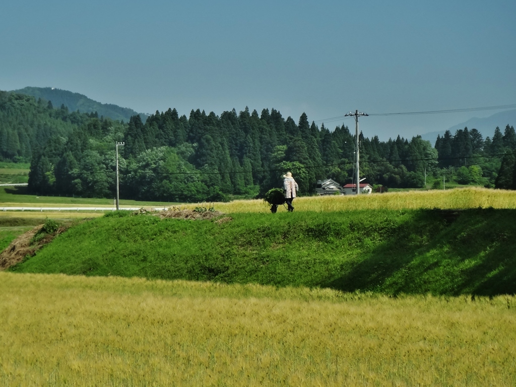 第千七百八十七作　　「麦いろづくや　草の刈られた　畦踏みしめる」　福井県大野