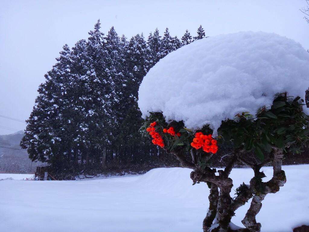第四千百七十四作　「南天の　赤さがやけに　よう映える」　宮城県加美