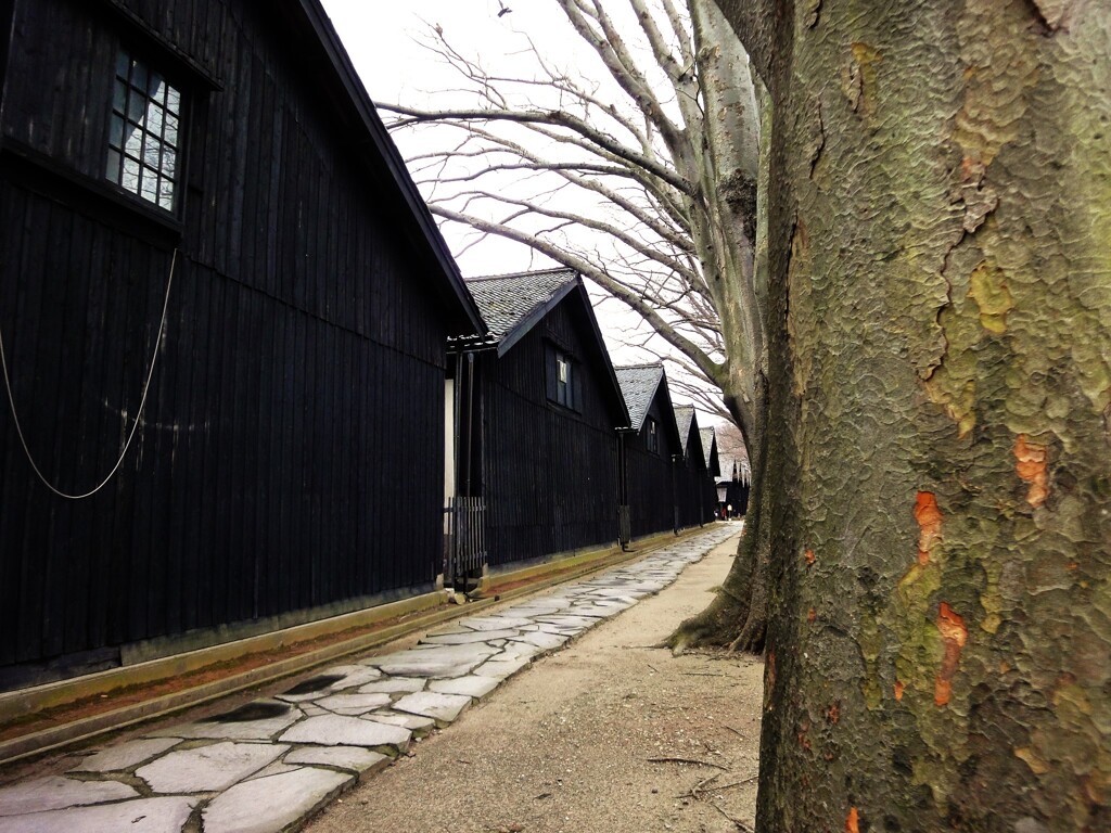 第四千百六十作　「すつかり枯れて　包まる雪を じつと待ち」　山形県酒田