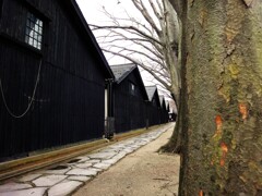 第四千百六十作　「すつかり枯れて　包まる雪を じつと待ち」　山形県酒田