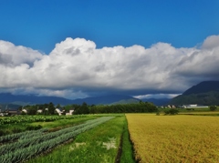 第八百十一作　　「ゆく先　稲風から　峯雲へ」　福井県大野
