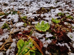  第九百八十七作　　「雪とけはじめた　ふきのたう」　福島県天栄