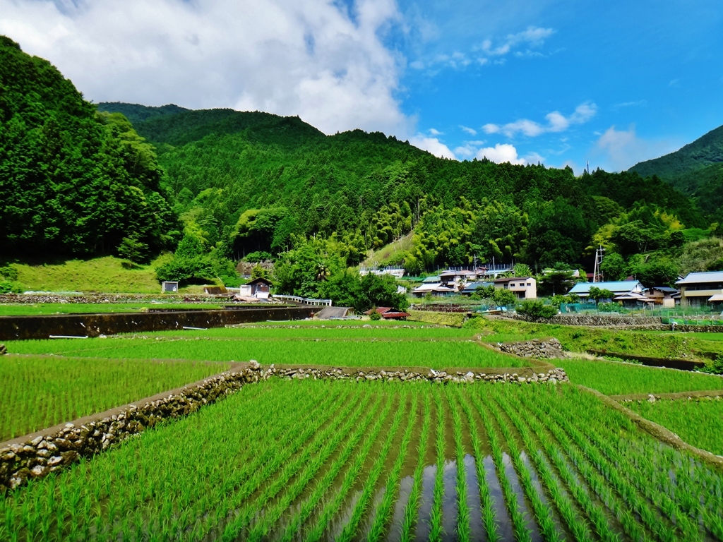 第二千九百三作　「すつきり晴れて　山の青さ　田の青さ」　山梨県南部