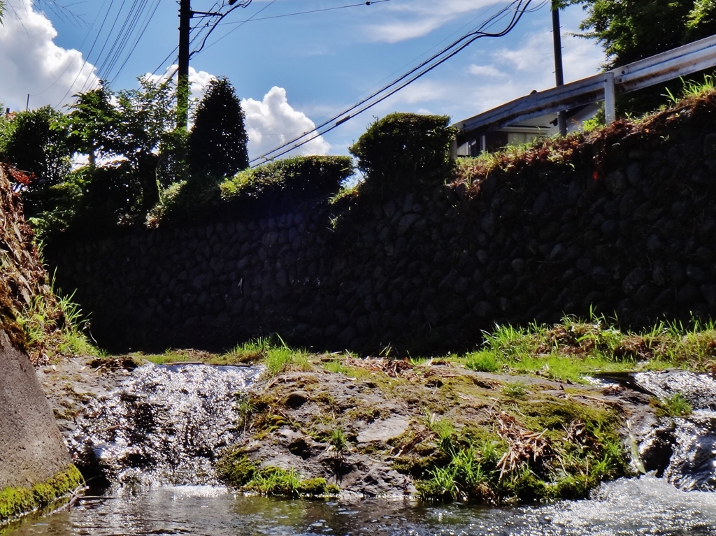 第三千二百八十八作　「今年もあんたと　夏がくる」　神奈川県鳥屋