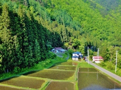 第三千九百九十三作　「稲田吹く　風朗らかに　不如帰」　岩手県宮古　