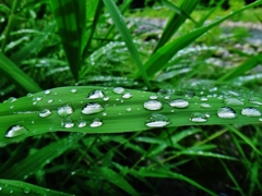 第二千五百四十四作　「心しづかに　雨を受けいれ　草しづく」　栃木県湯西川