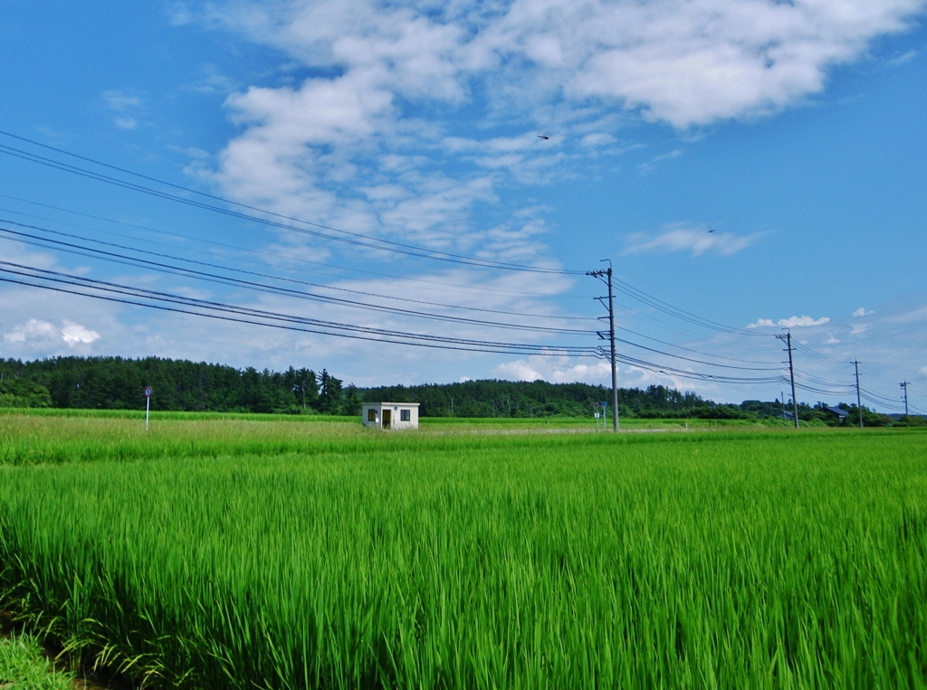 第二千二百十八作　「風と流れて　たんぼのとんぼ」　石川県志賀