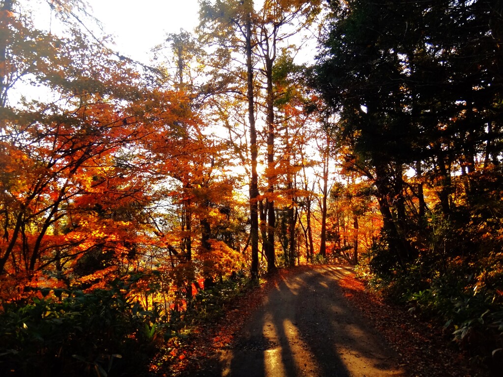 第四千百五十三作　「秋の深まる　深まる秋を　振り返へり」　宮城県鬼首