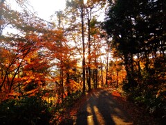 第四千百五十三作　「秋の深まる　深まる秋を　振り返へり」　宮城県鬼首