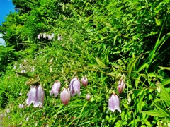 第三千二百六十作　「蒸し暑さも　ちよつくらうれしく　蛍袋」　静岡県佐久間　