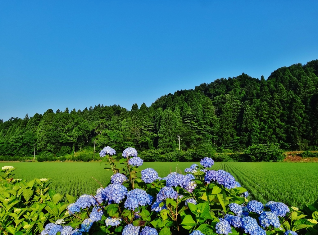 第二千五百三十三作　「あぜのあじさい　あさひをあおぎ」　福井県牛ケ原