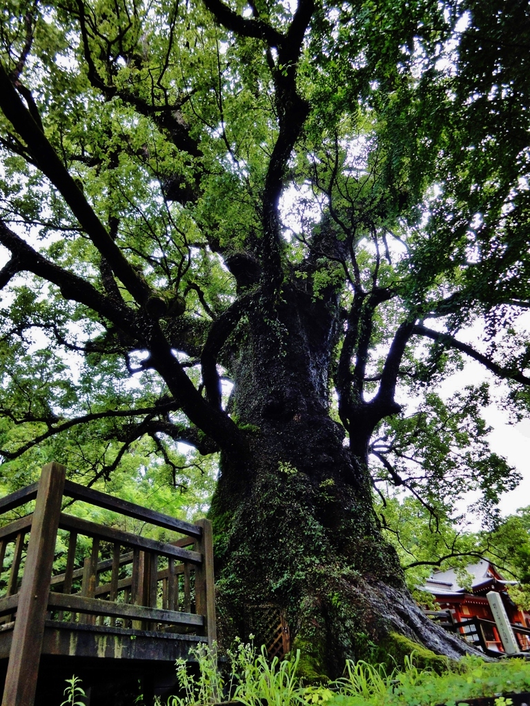 第二千五百五十一作　「いつぱいに　雨の気を　吸ふ」　鹿児島県蒲生