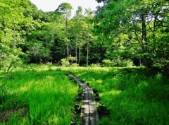 第二千五百三十作　「このところ　晴れ間嬉しい　小路ではある」　茨城県ひたちなか　