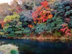 第三千四百四十作　「紅葉づれば　いよいよ深く　淵の溜息ついて」　神奈川県愛川