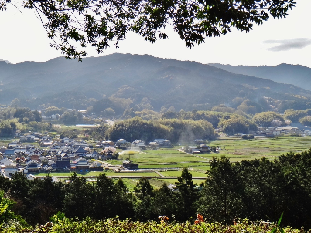 第二千四百五十四作　「村中に　春をばらまき　千年の風」　奈良県明日香
