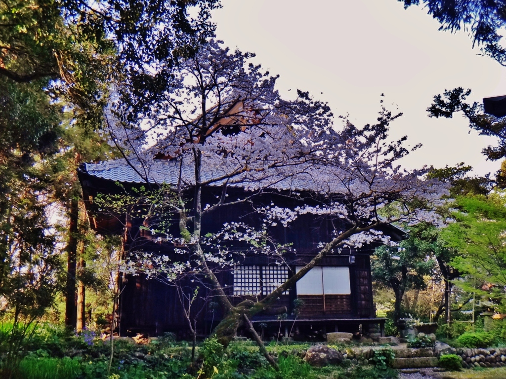 第二千四百五十一作　「ひつそり咲ひて　ひつそり散つて　花のよろしさ」　大分県国分