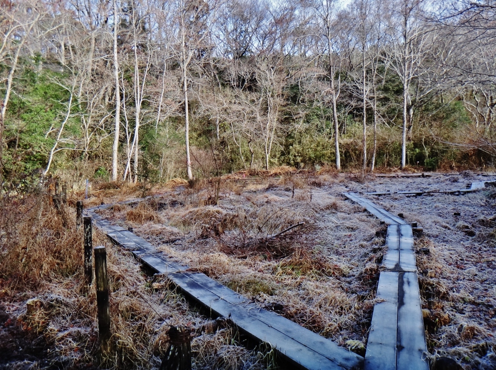第四千二百三十作　「霜白く　朝の光を　じつと待ち」　茨城県ひたちなか
