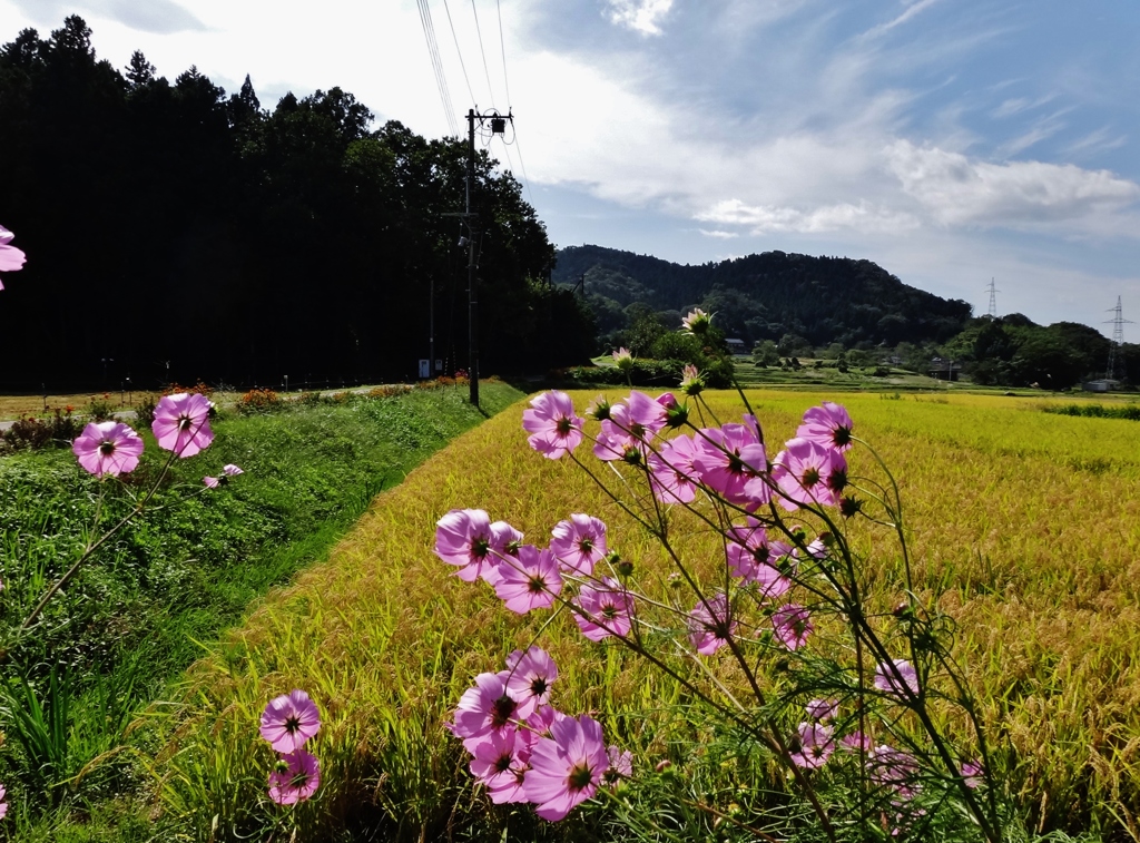 第八百四十四作　　「秋の陽を　いただひて　花もわたしも」　宮城県越河