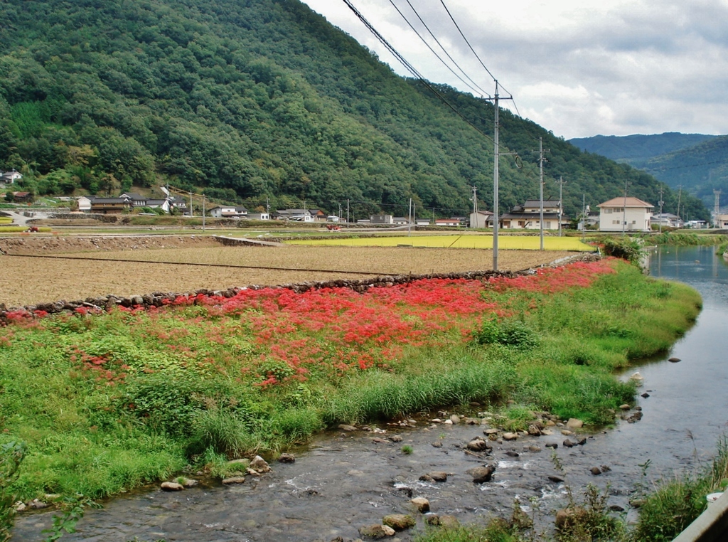 第八百三十九作　　「今ならわかる　もうすぐ終はる　彼岸花」　岡山県成羽　