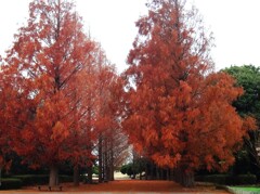 第四千百五十九作　「うつむいて　冬へ向かふ　ひとり」　茨城県ひたちなか