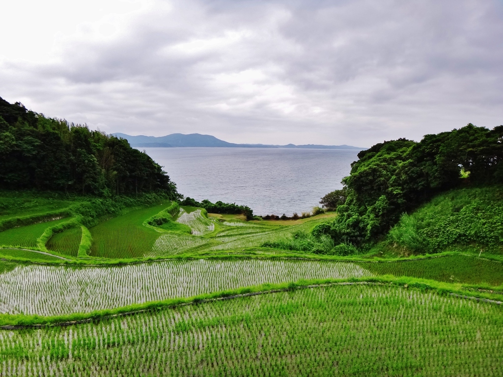 第二千五百四十作　「ひと雨きさうな　蛙のしらべが」　山口県油谷