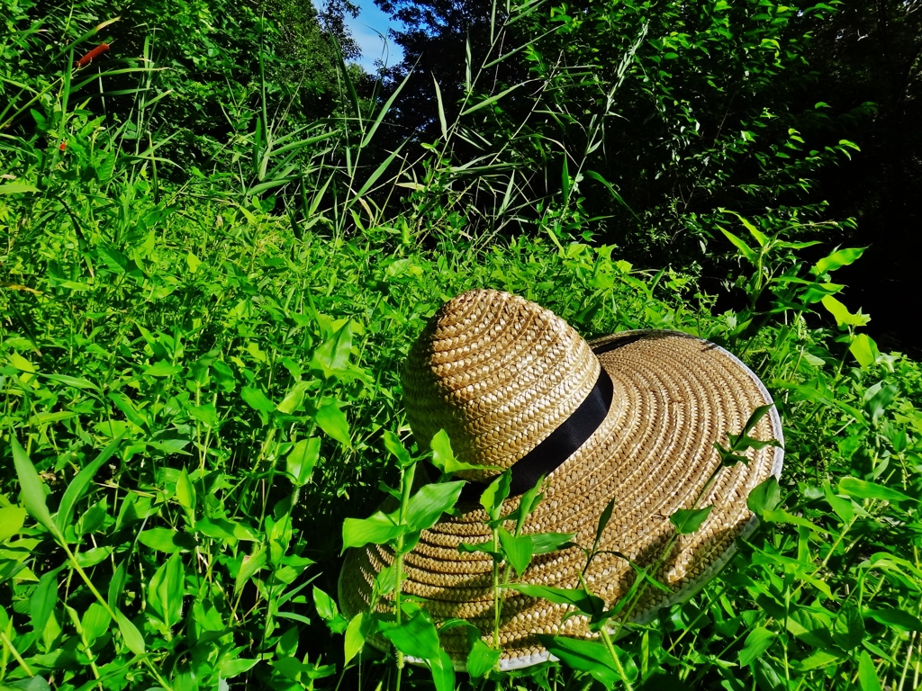 第三千三百四十五作　「麦わら色褪せ　夏草へ放ふる」　茨城県ひたちなか