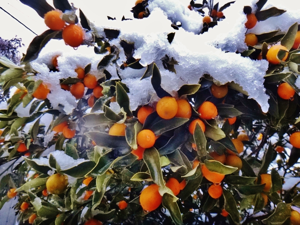 第三千百三十八作　「雪降る　きんかん　たわわにたわわに」　東京都多摩