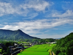 第三千六百八十三作　「稲田　整然として　真夏と向き合ふ」　香川県坂出