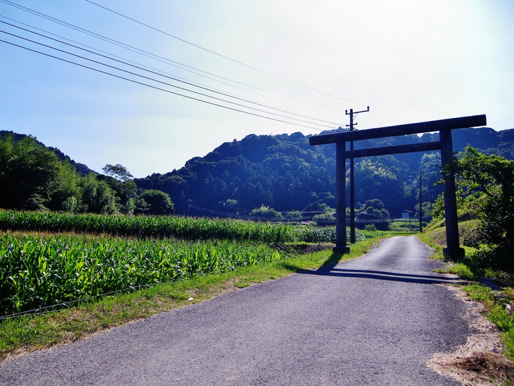 第千百二十六作　　「草臥れて　鳥居の影へ　とんもろこし」　千葉県三芳