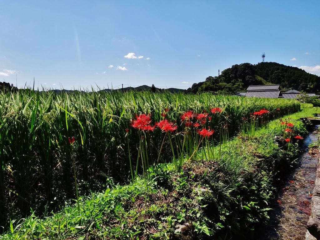 第千五百三十作　　「野分過ぎ去り　やれやれ　稲もそよそよ」　福岡県秋月