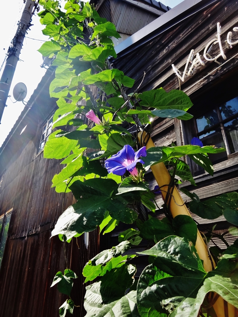 第二千三百十八作　「まだ咲かせてゐる　朝顔の誇示」　香川県高松