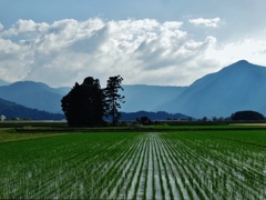 第千四百四十二作　　「傍はらにすはれば　ぐいぐい伸びる　稲の強さ」　福井県大野