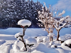 第三千八百二十一作　「酔い醒めて　すっかり雪の朝と　落ちつく」　宮城県色麻