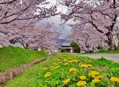 第二千八百三十四作　「降りだしそうな　空を臨みて　蒲公英も桜も」　和歌山県国分